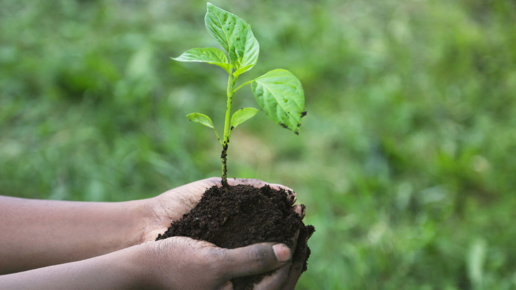 The surprising health benefits of gardening