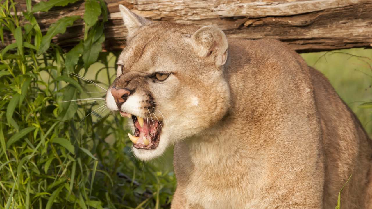 Heroic mum fights off mountain lion with her bare hands