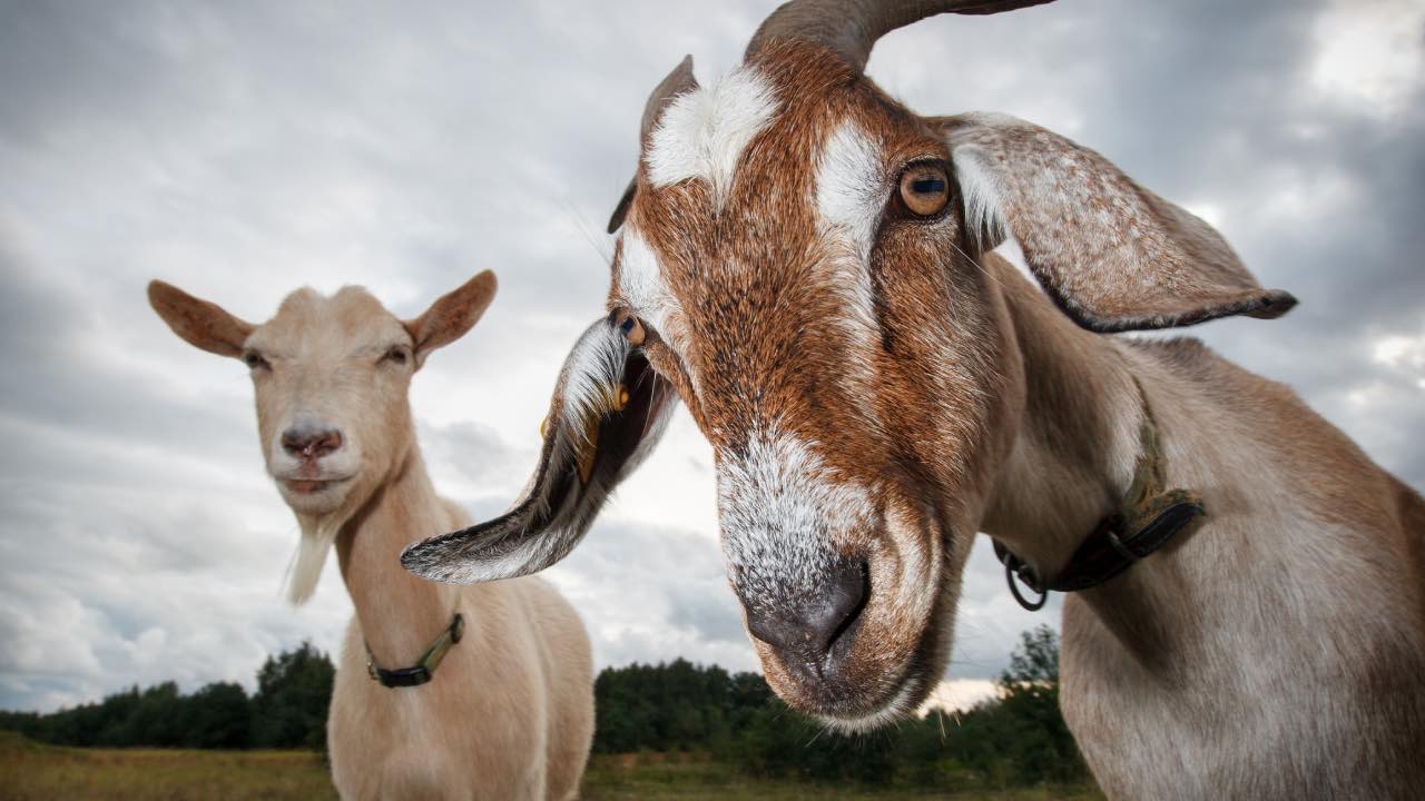 How a team of hungry GOATS is helping to fight fires