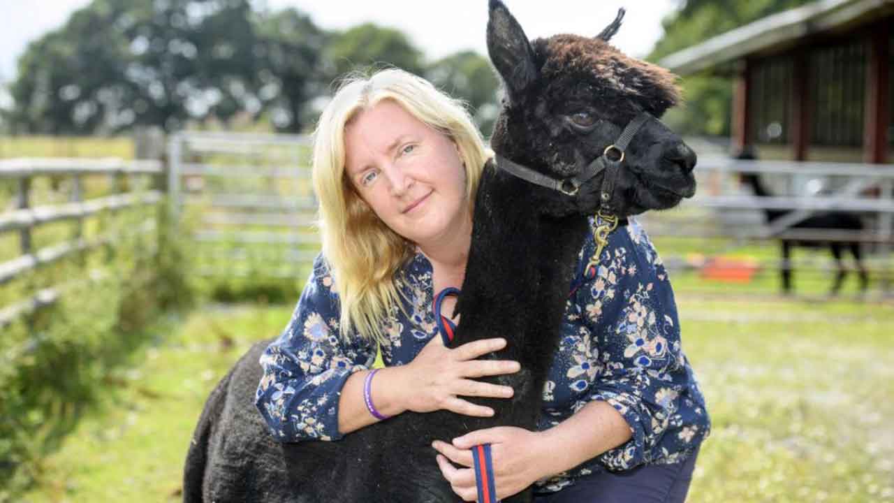 “Absolutely heartbreaking”: Geronimo the alpaca put down amid public outcry