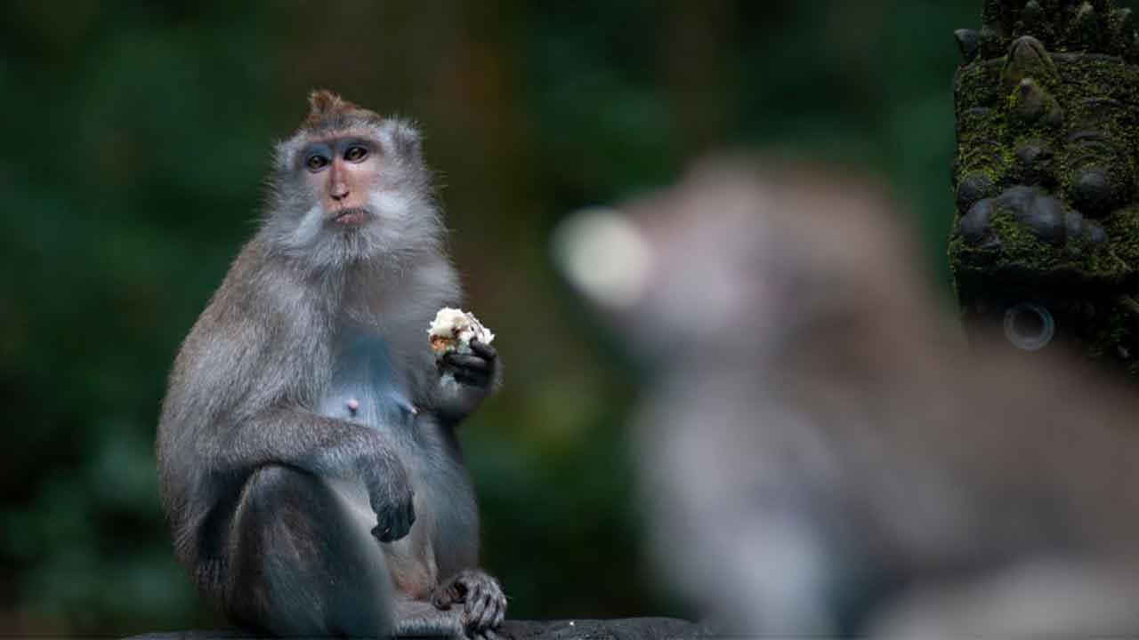 Roving gangs of bored monkeys raid homes