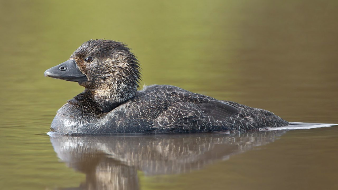 “You bloody fool!” The musk duck that learnt to swear
