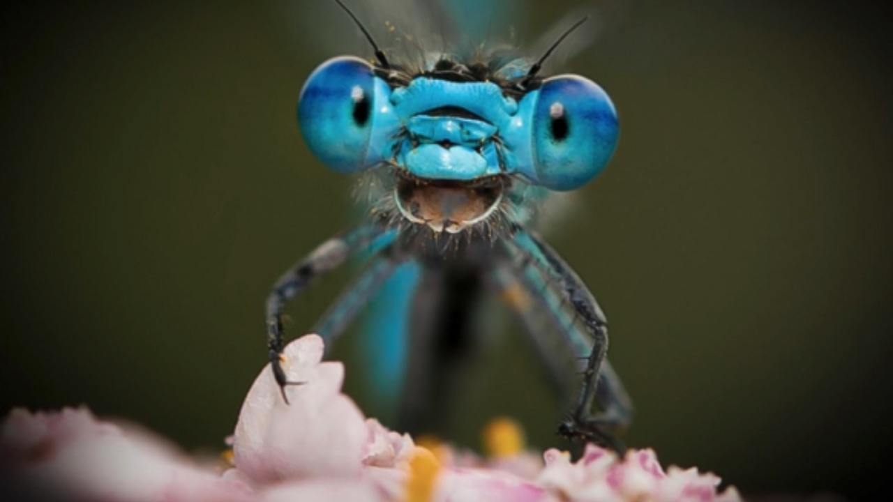 Comedy Wildlife Photography Awards showcase hilarious moments