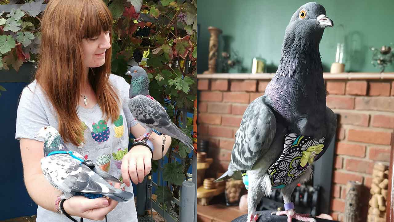 Woman spends over $700 a month feeding and CLOTHING rescue pigeons