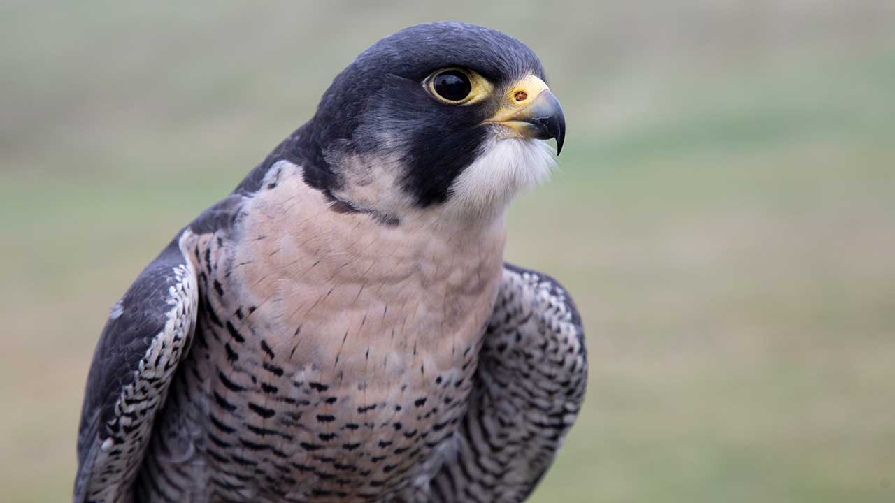 Here’s how animals both big and small reacted to Melbourne’s earthquake