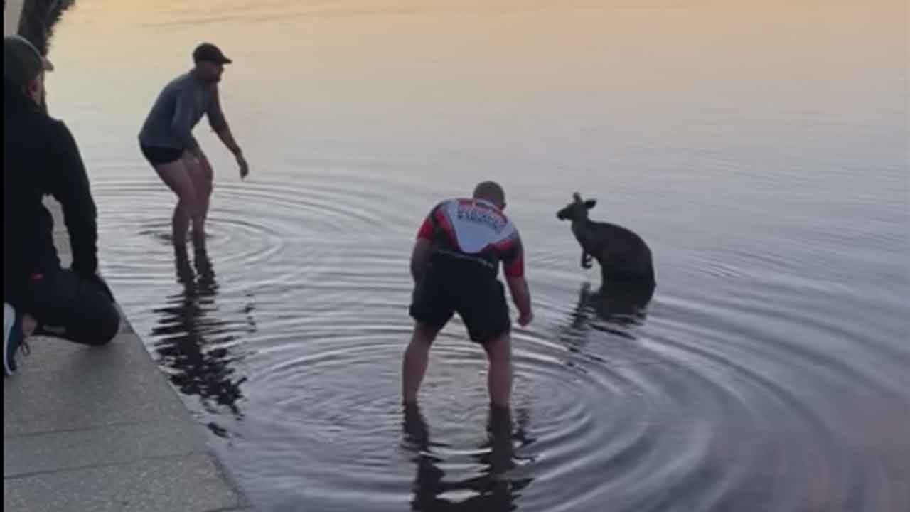 “Only in Canberra”: Locals rescue kangaroo from lake