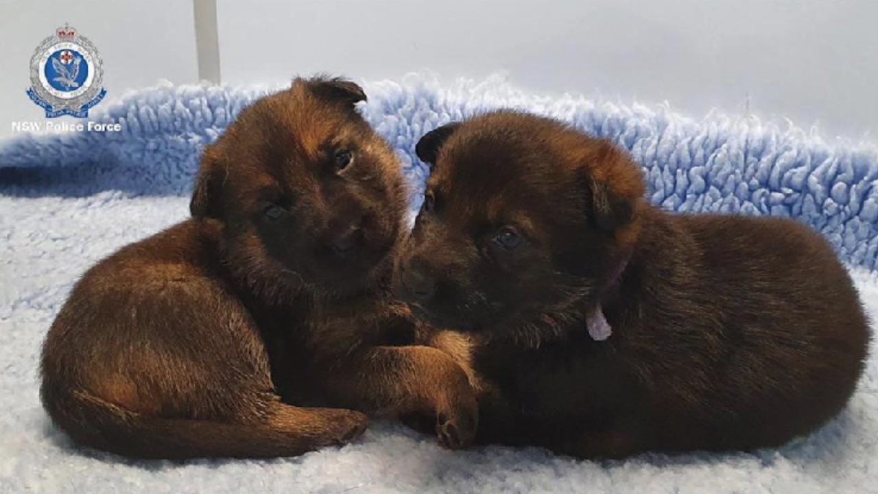 Paws up! Six puppies join the NSW Police Dog Unit 