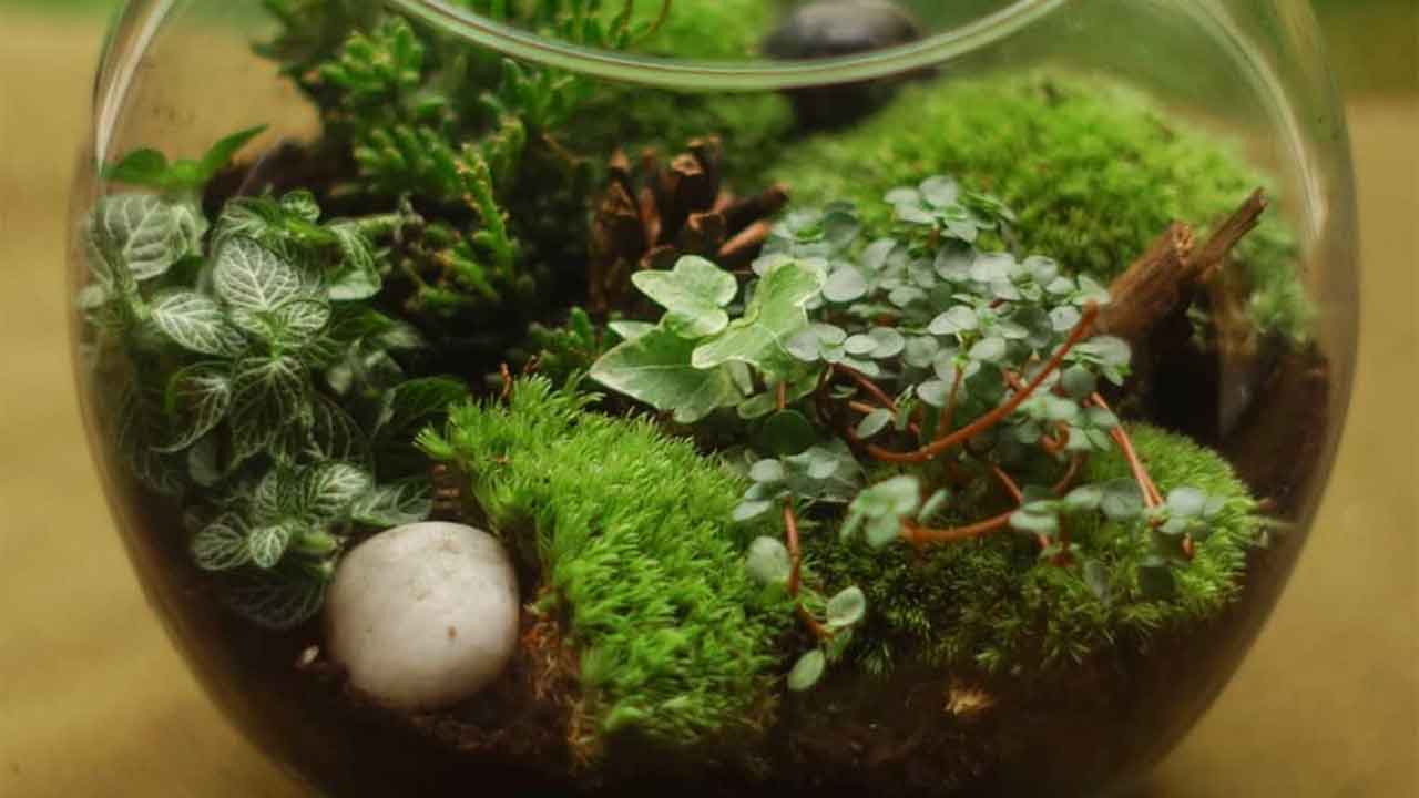Five steps to make your own terrarium