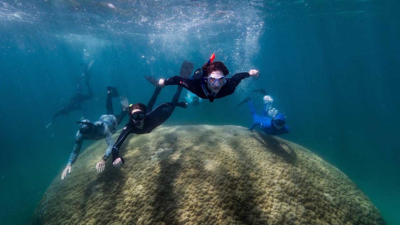 Snorkellers discover rare, giant 400-year-old coral – one of the oldest on the Great Barrier Reef
