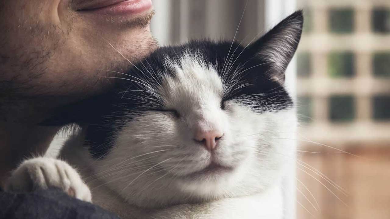Anxious cats just want real cuddles from their human