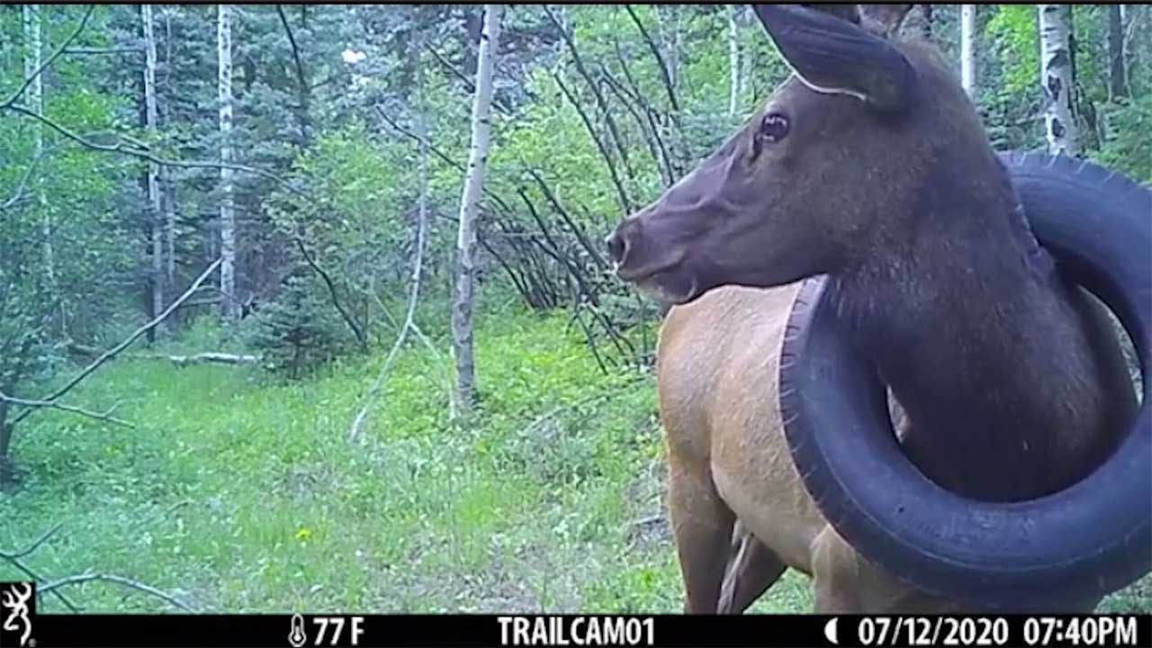 Wild elk finally gets tyre removed from around its neck after two years