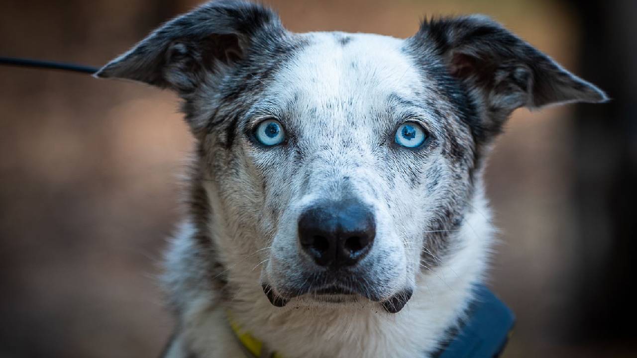 Hero dog honoured for saving over 100 koalas