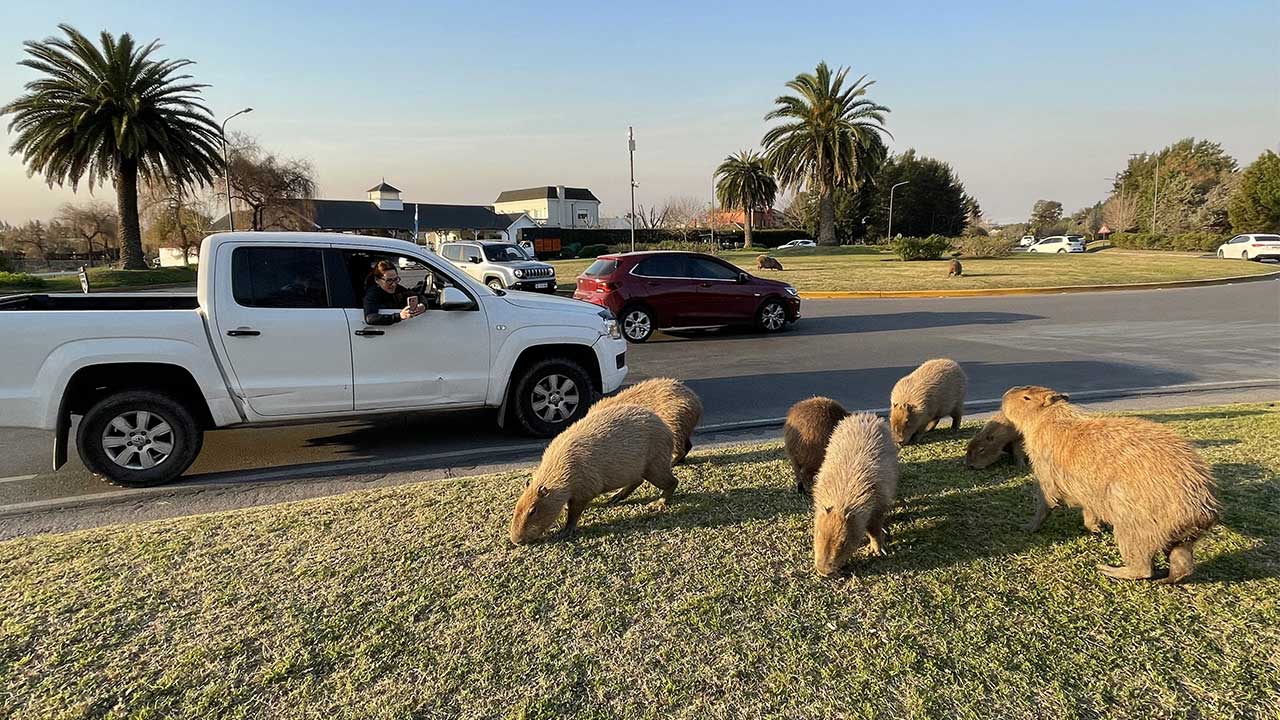 Neighbourhood taken over by world’s largest rodents