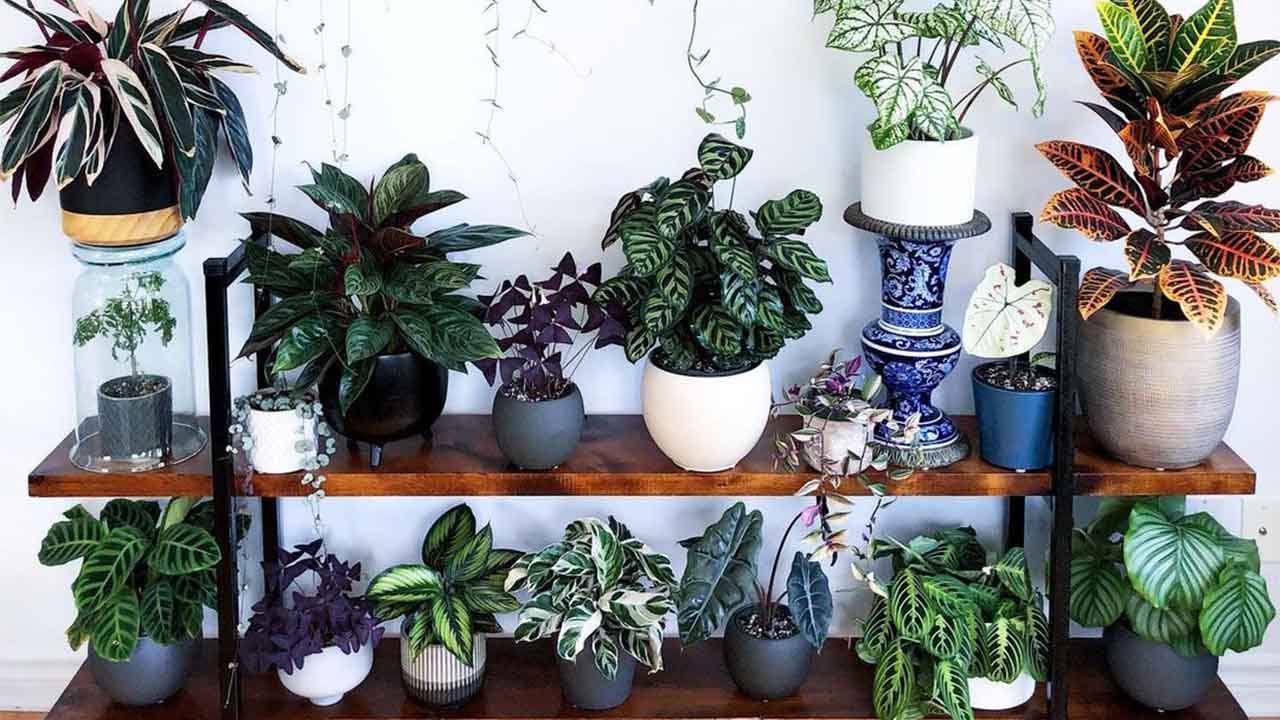 5 pet-friendly indoor plants