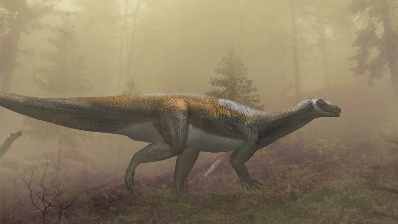 Australia’s oldest dinosaur was a peaceful vegetarian, not a fierce predator