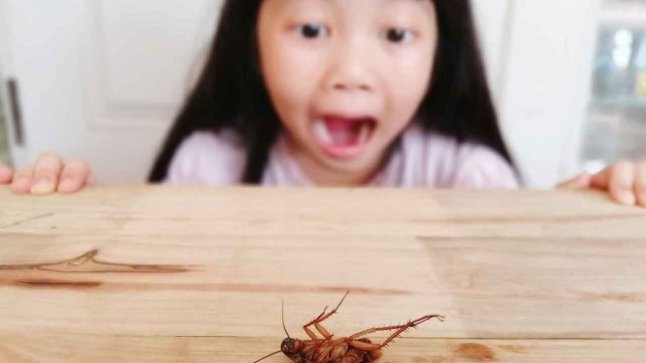 5 things in your house that are attracting pests right now