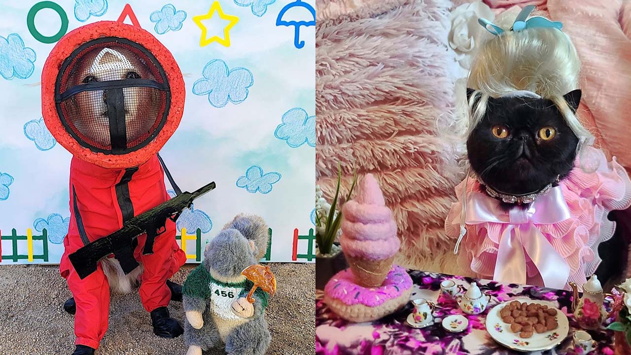 Some of the best pet Halloween costumes from around the world
