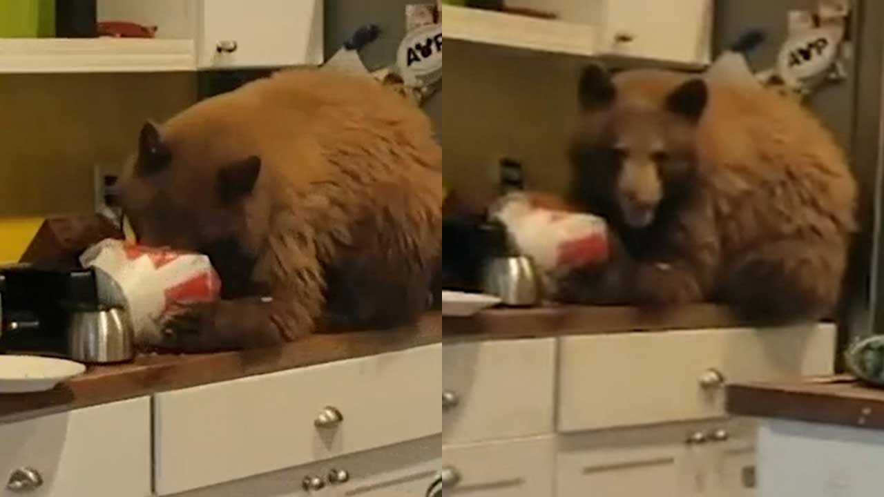 Bear breaks into people’s home to steal their KFC
