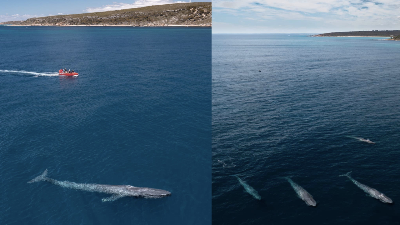 World's largest animals pay a VERY close visit to WA coastline