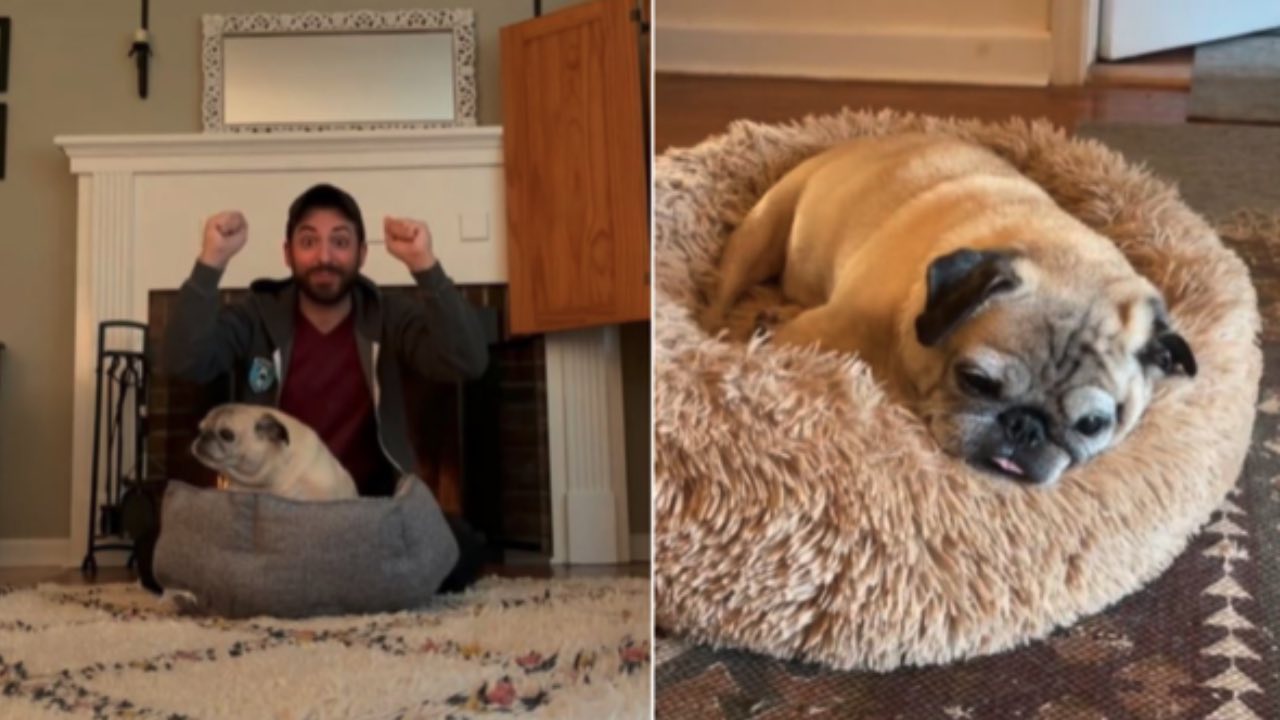 How Noodle the pug decides the daily outlook for millions of people