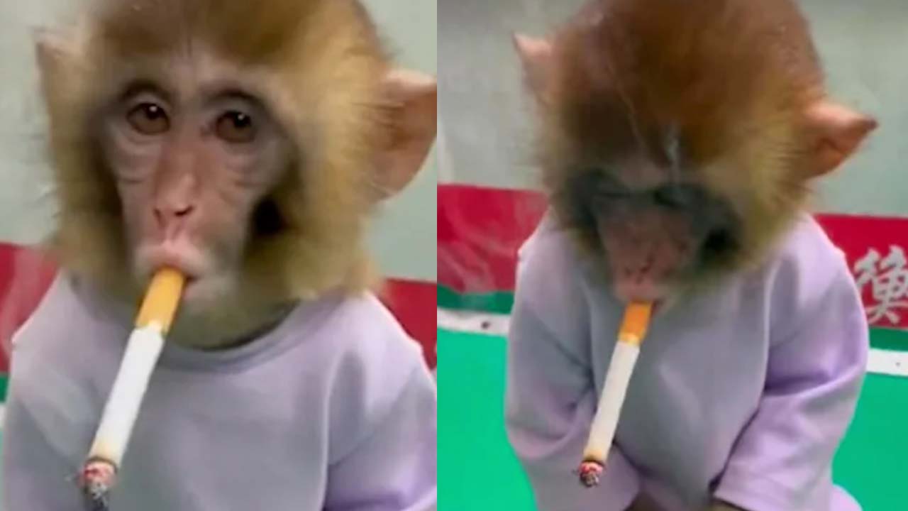 Zoo condemned as “cruel” for video of monkey smoking a cigarette