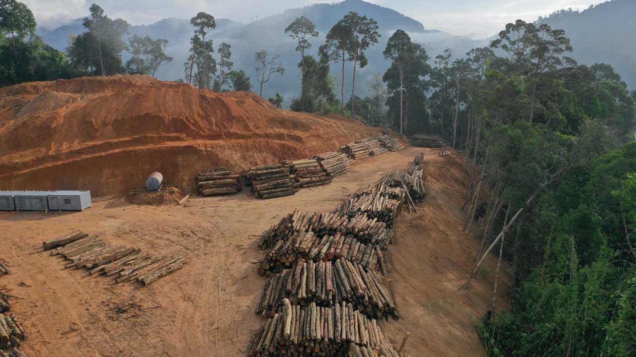 Deforestation can raise local temperatures by up to 4.5℃ – and heat untouched areas 6km away