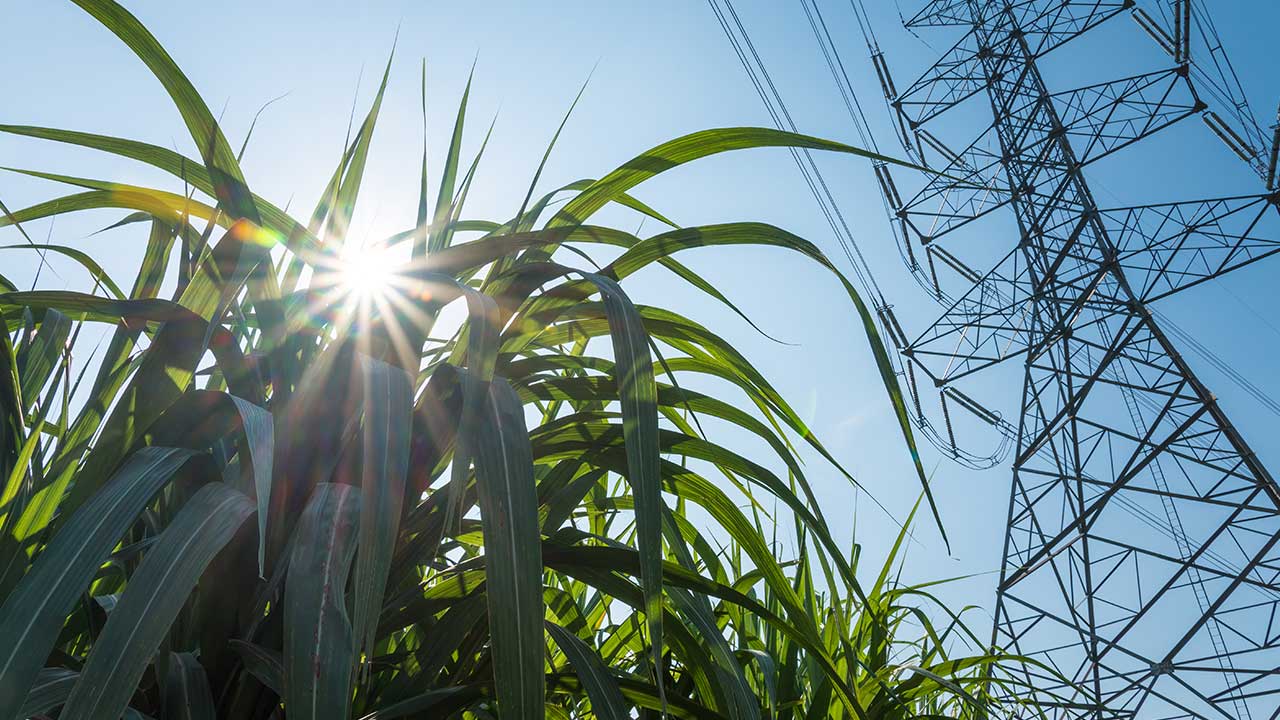 At long last, Australia has a bioenergy roadmap – and its findings are startling
