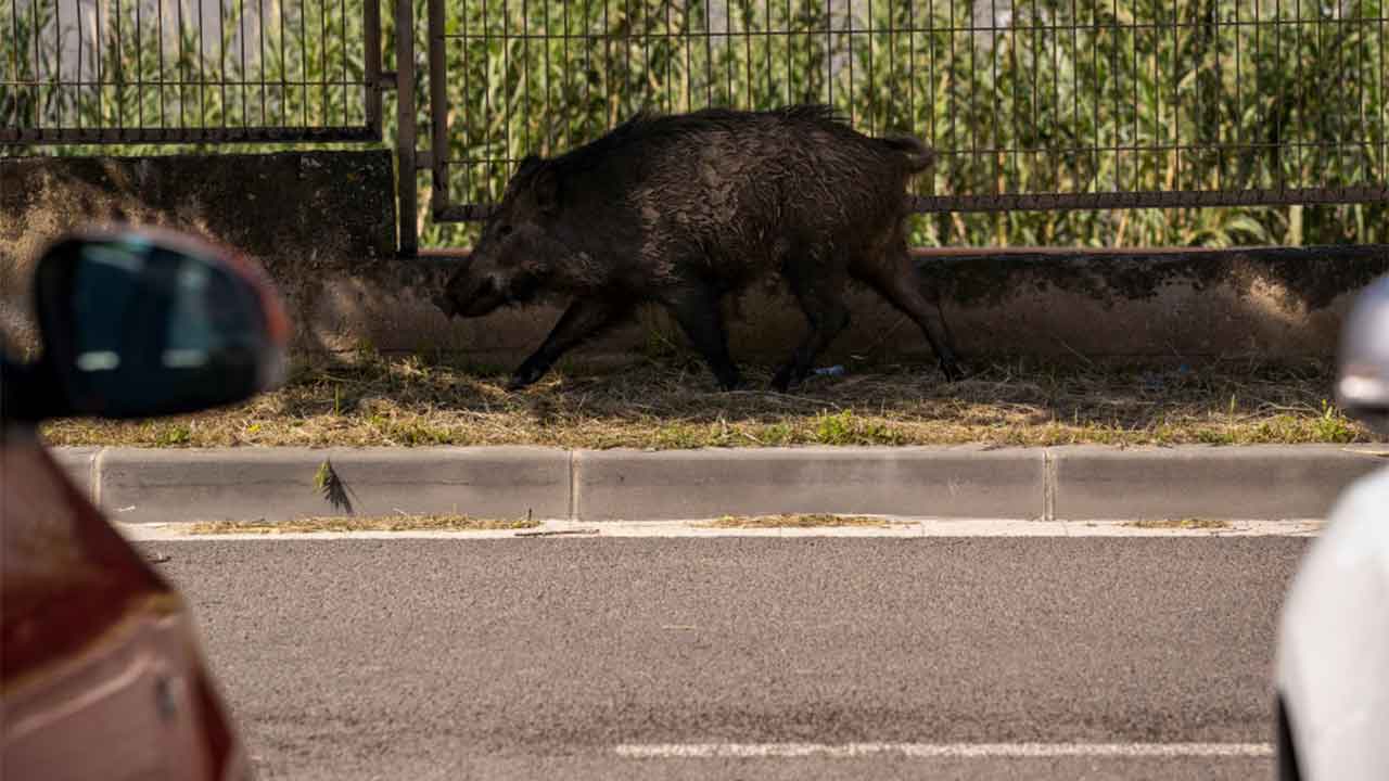 Barcelona plagued by hoards of wild boars