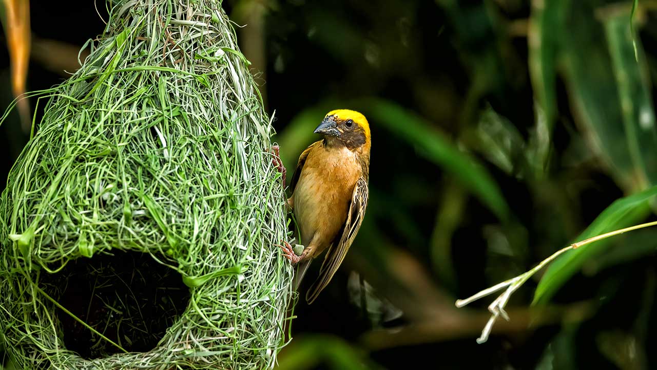 How do birds make their nests?