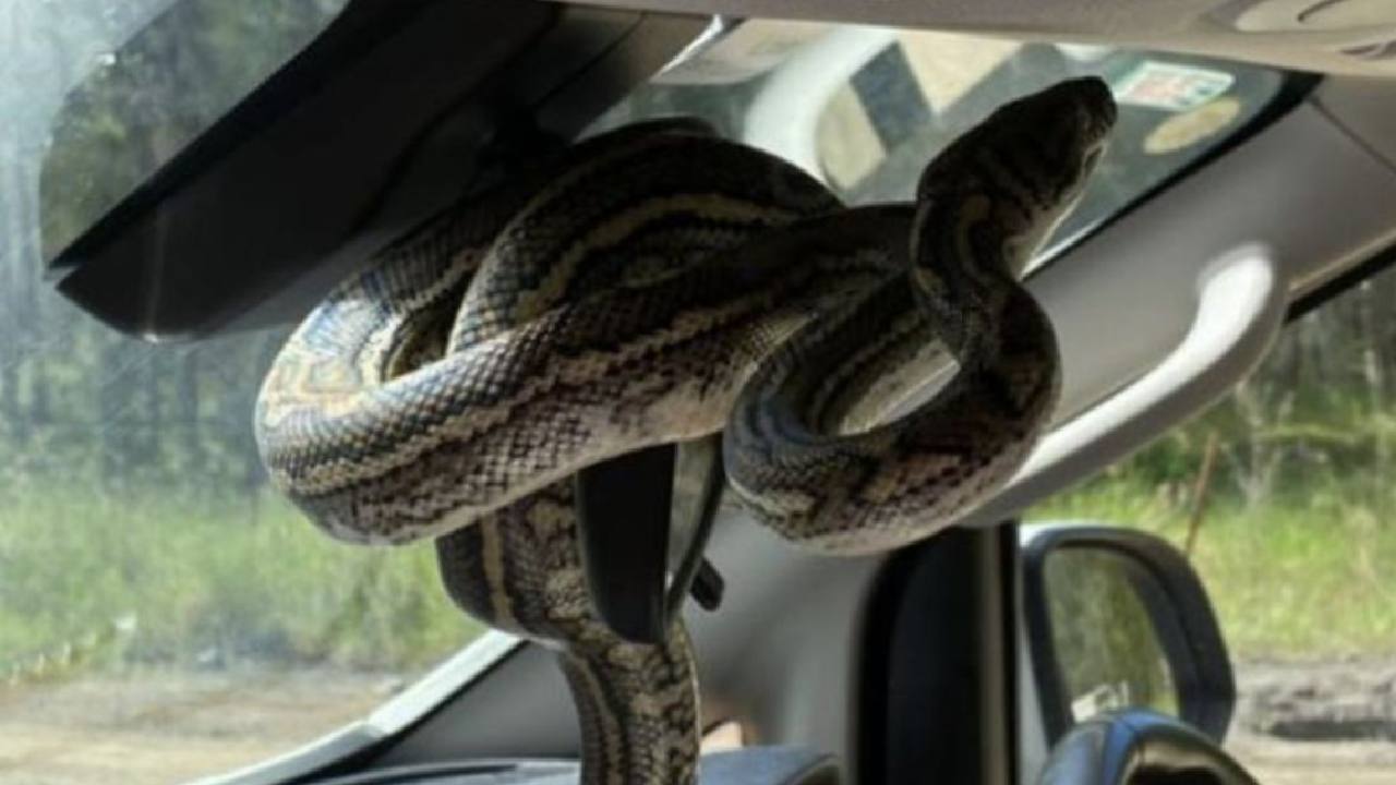 Family finds 1.3m snake wrapped around mirror
