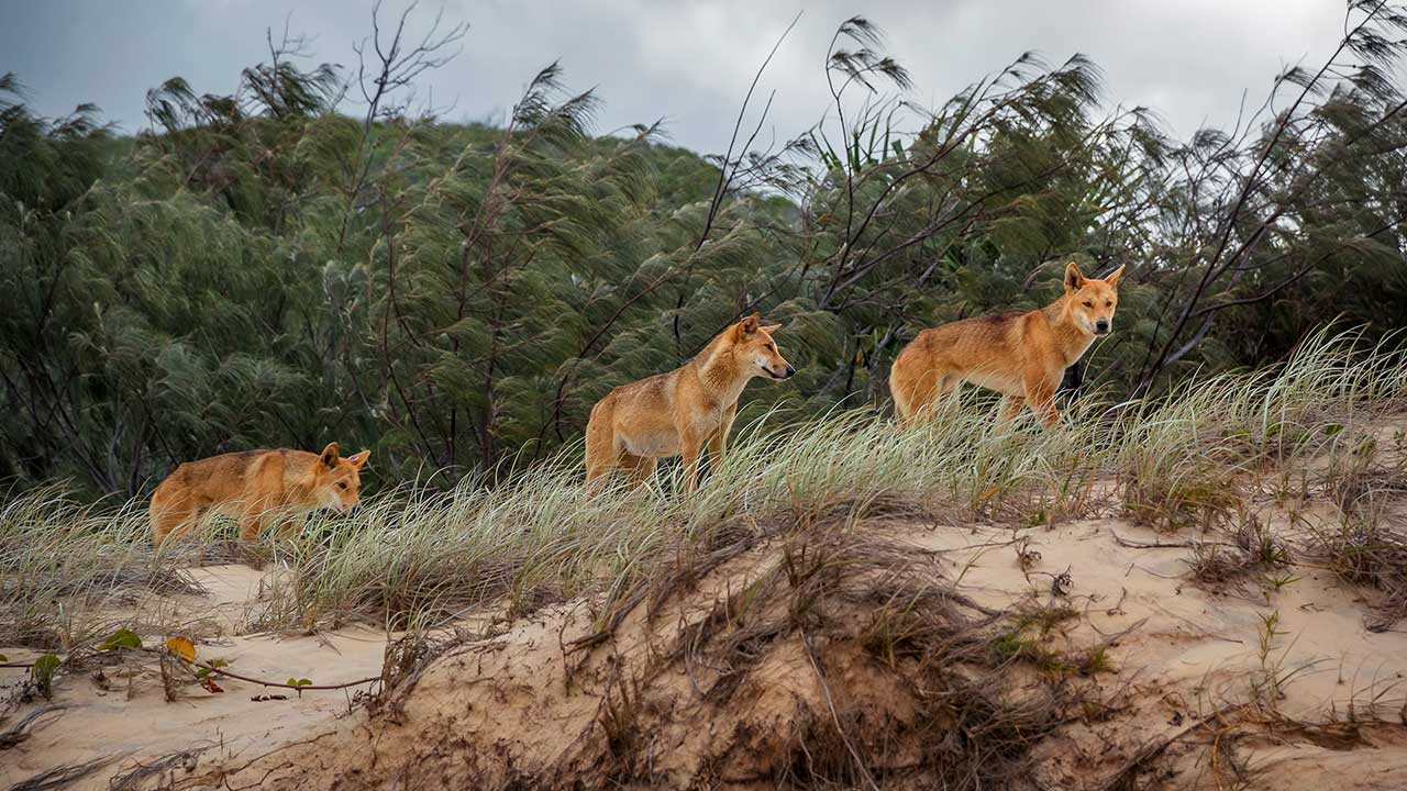 Why dingoes should be considered native to mainland Australia – even though humans introduced them