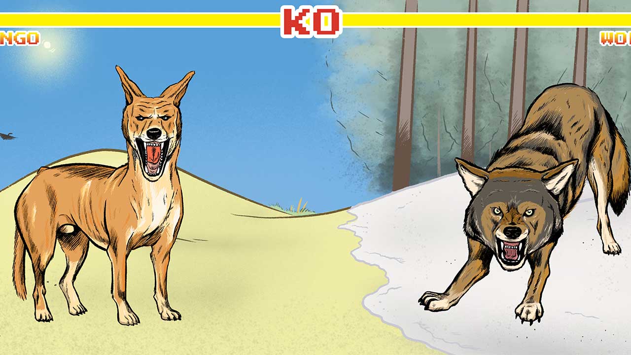 Ever wondered who would win in a fight between a dingo and a wolf? An expert explains
