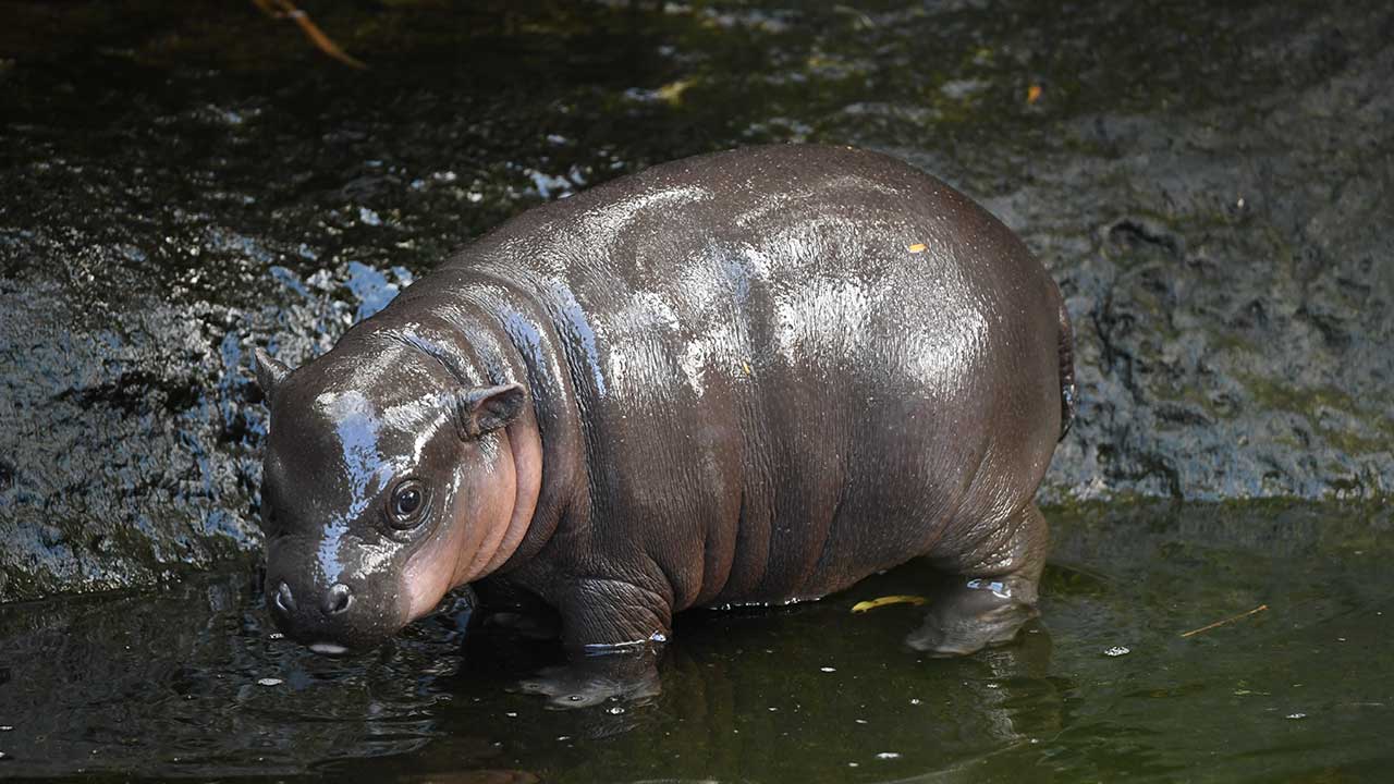 Taronga’s new baby pygmy hippo needs a name