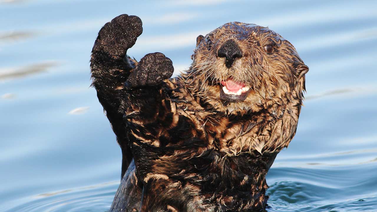 British man bitten 26 times by otters thought he was going to die