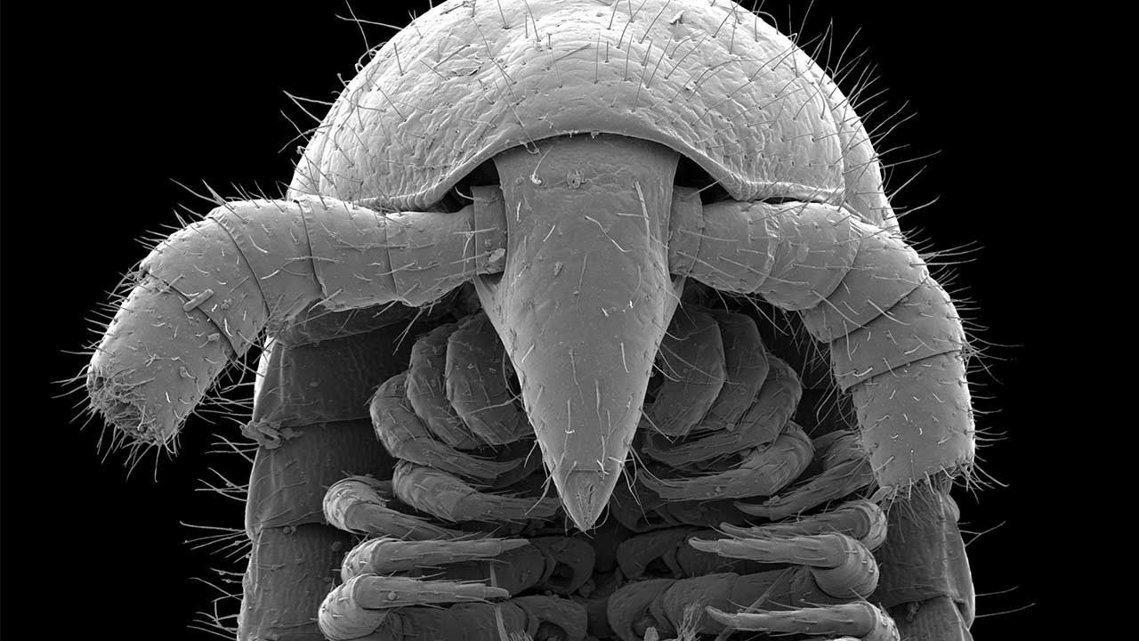 1 millipede, 1,306 legs: we just discovered the world’s leggiest animal hiding in Western Australia