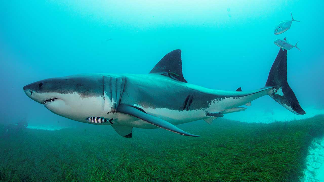 The real reason to worry about sharks in Australian waters this summer: 1 in 8 are endangered