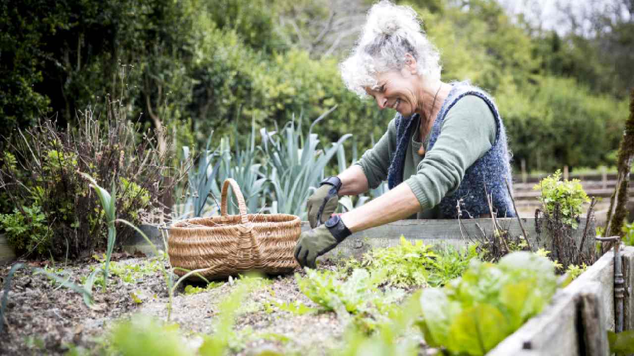 4 tips to help you start a veggie garden 