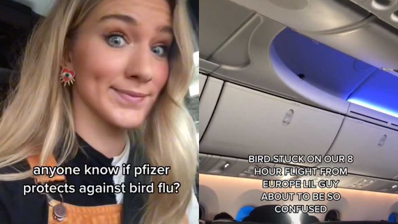 TikTok shows bird inside cabin on flight from Europe to US