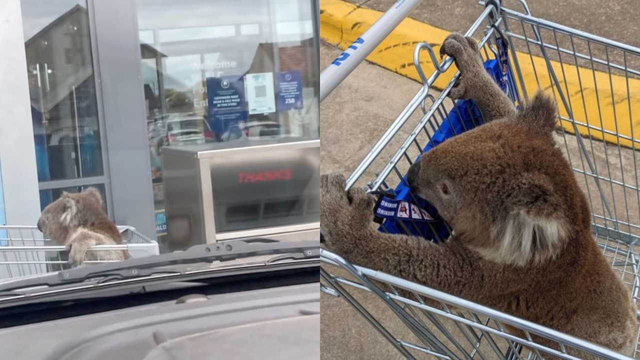Quick thinking man uses ALDI trolley to rescue trapped koala