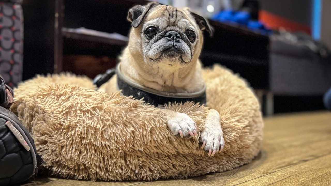 Noodle the pug to star in his very own picture book