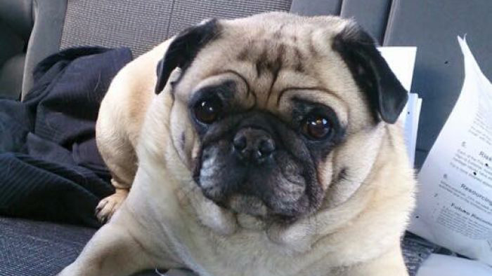 Firefighters saved a runaway pug from traffic