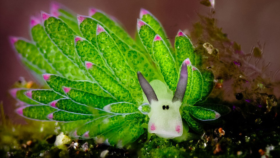 Photographer Captures Photos Of Cutest Underwater Creature Ever Oversixty