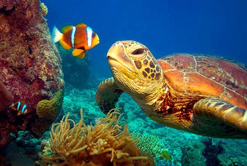 The -great -barrier -reef -facts -for -kids -turtle -and -clownfish