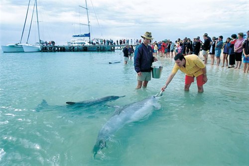 Monkey -Mia -dolphin -feeding _2