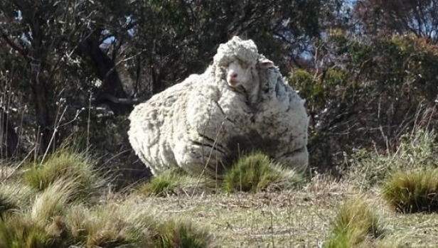 Woolly sheep get first clip in several years